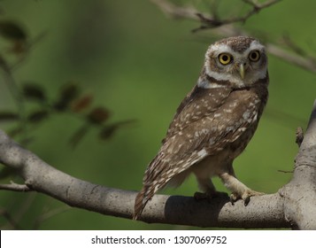 Spotted Owl Taken At Bharatpur Bird Sanctuary