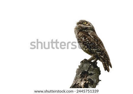 Spotted Owl in White Background | Highkey Photography of Owl