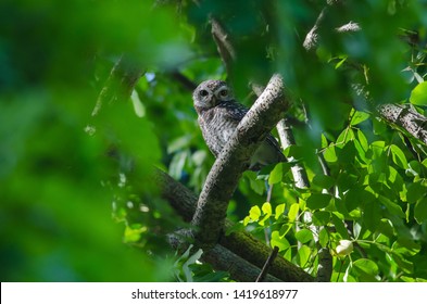 Spotted owlet (Athene brama) in the nature, Thailand