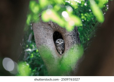 Spotted Owlet, Athene brama standing in hollow tree nest in forest park, Owl with yellow big eyes, white eyebrows and neck-band, beautiful green leaves foreground - Powered by Shutterstock