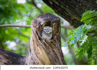 Spotted owlet (Athene brama) in tree hollow. / Spotted owlet in the hollow of tree, park of Thailand. / Spotted Owlet in the garden. - Shutterstock ID 1149143273