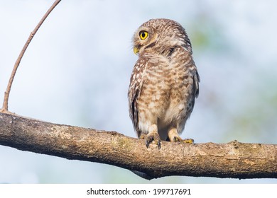 Spotted owlet( Athene brama) turn her head in nature of Thailand