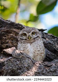 Spotted Owlet In A Hollow