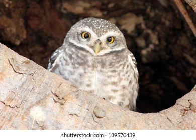 Spotted Owlet At Kanha National Park, India