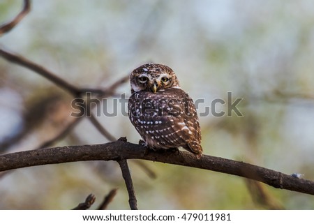 Spotted owlet perched and watching