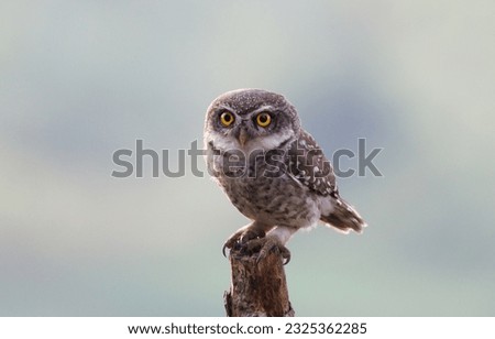 A spotted Owlet perches gracefully on a weathered stump. It's wide open eyes radiate an air of alertness and curiosity. The image showcasing the Owlet's captivating gaze and the beauty of nature.