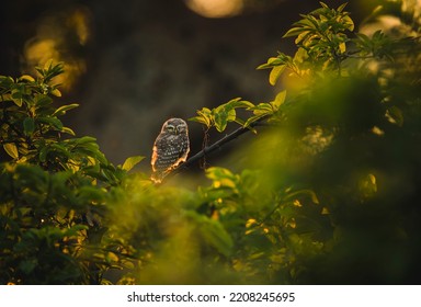 A Spotted Owlet At Sunset 