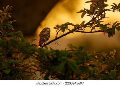 A Spotted Owlet At Sunset 