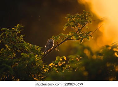 A Spotted Owlet At Sunset 