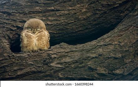 Spotted Owlet In Tree Hole