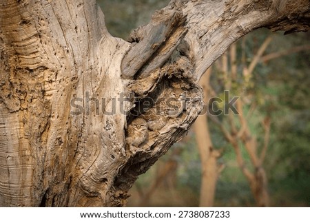 Spotted owlets hidden in tree trunk hole with intricate patterns and a hidden owl camouflaged within the bark