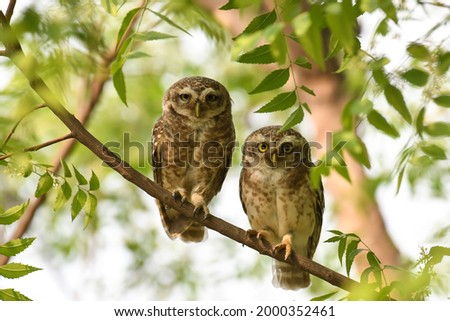 Spotted Owlets on a single perch