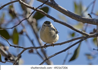 Spotted Paralote (Pardalotus Punctatis) Little Desert National Park, Victoria, Australia