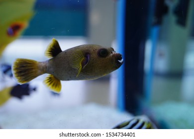 Spotted Pufferfish In Fish Tank