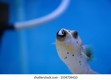 Spotted Pufferfish In Fish Tank