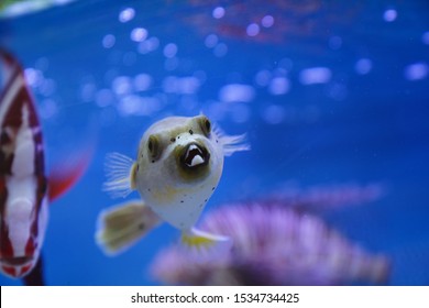 Spotted Pufferfish In Fish Tank