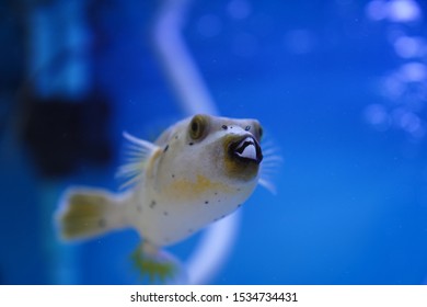 Spotted Pufferfish In Fish Tank