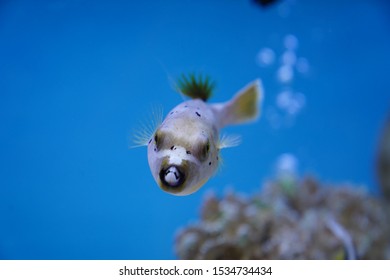 Spotted Pufferfish In Fish Tank