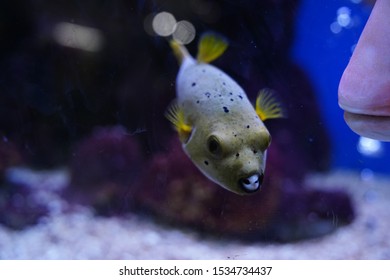 Spotted Pufferfish In Fish Tank