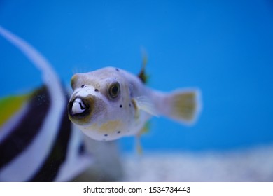 Spotted Pufferfish In Fish Tank