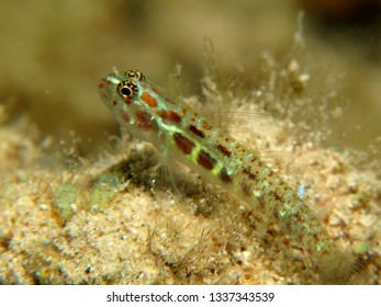 Spotted Pygmy Goby (Eviota Guttata)