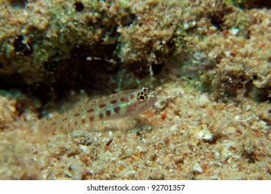 Spotted Pygmy Goby (Eviota Guttata)