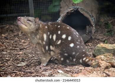 The Spotted Quoll Is Brown With White Spots And A Pink Nose With Sharp  Teeth