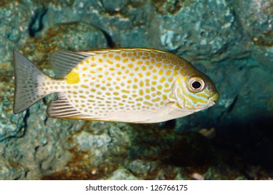 Spotted Rabbitfish