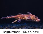 Spotted ratfish (Hydrolagus colliei). Marine fish. 