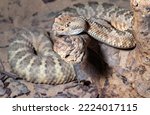  Spotted Rattlesnake. Mitchell