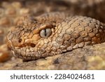 Spotted Rattlesnake. Mitchell