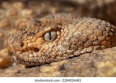 Spotted Rattlesnake. Mitchell's rattlesnake. A white rattlesnake. Crotalus mitchellii.