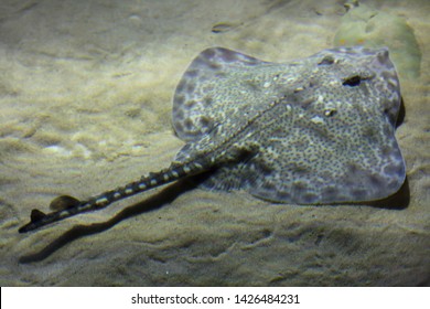 Spotted ray (Raja montagui). Marine fish.