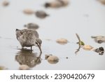 The spotted redshank (Tringa erythropus) is a wader (shorebird) in the large bird family Scolopacidae. 