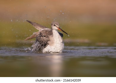 The Spotted Redshank Is A Wader In The Large Bird Family Scolopacidae.