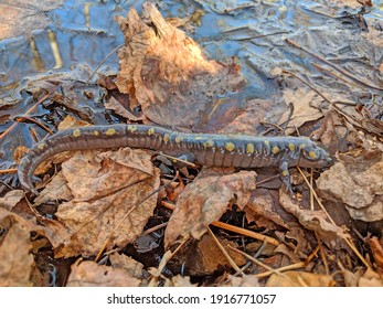 Vida silvestre de Salamander Northwoods Michigan