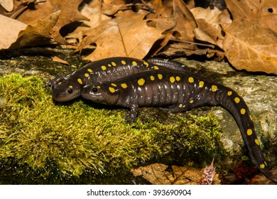 109 Happy spotted salamander Images, Stock Photos & Vectors | Shutterstock