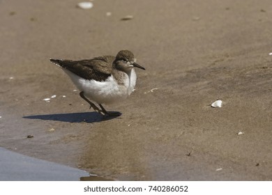 Spotted Sandpiper