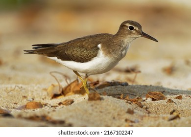 Spotted Sandpiper - Actitis Macularius Small Shorebird, Breeding Habitat Near Fresh Water Of Canada And The United States, Migrate To The South America, Brown Bird With Short Yellowish Legs.