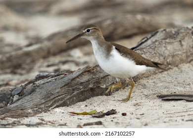 Spotted Sandpiper - Actitis Macularius Small Shorebird, Breeding Habitat Near Fresh Water Of Canada And The United States, Migrate To The South America, Brown Bird With Short Yellowish Legs.