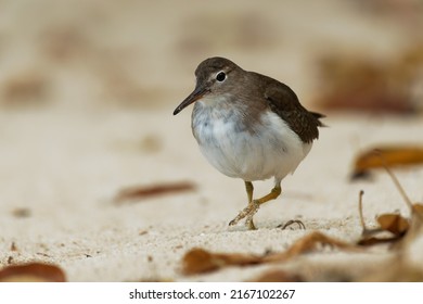 Spotted Sandpiper - Actitis Macularius Small Shorebird, Breeding Habitat Near Fresh Water Of Canada And The United States, Migrate To The South America, Brown Bird With Short Yellowish Legs.