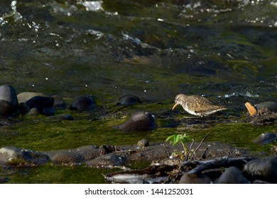 Spotted Sandpiper At Ship Creek, Alaska.