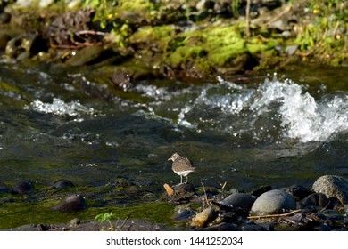 Spotted Sandpiper At Ship Creek, Alaska.