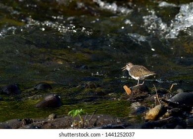 Spotted Sandpiper At Ship Creek, Alaska.