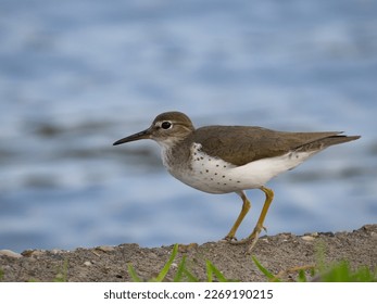 Spotted sandpiper standing on a concrete embankment with a lake in the background. Photographed in profile with a shallow depth of field.