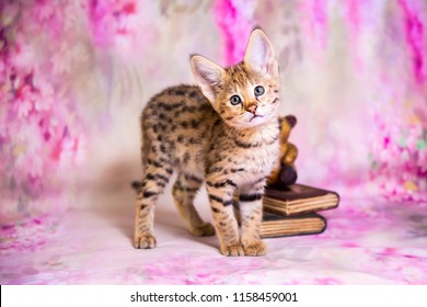 Savannah Kitten Gorsel Stok Fotograf Ve Vektorleri Shutterstock