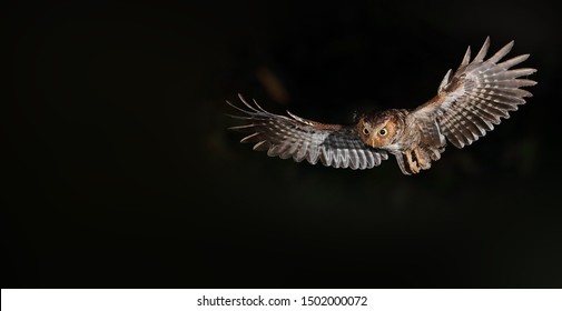 Spotted Scops Owl Foraging In The Woods