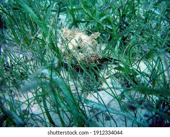 Spotted Scorpionfish (Scorpaena Plumieri) And Manatee Grass Isoetifolium)