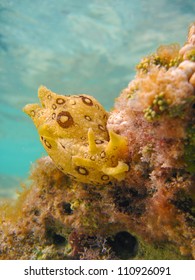 Spotted Sea Hare (Aplysia Dactylomela), Bermuda