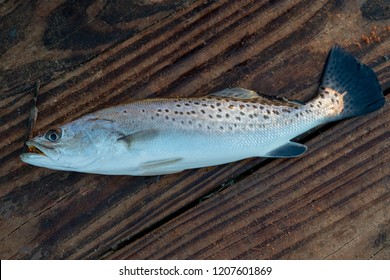 Spotted Sea Trout